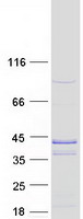 protq96lj8 ubxd3 ubxn10 human recombinant protein