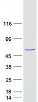 protq96lp2 fam81b human recombinant protein