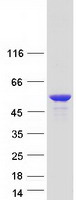 protq96lx7 ccdc17 human recombinant protein