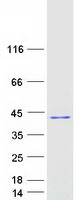 protq96m11 hyls1 human recombinant protein