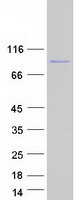 Coomassie blue staining of purified TEX55 protein