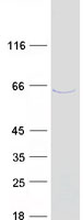 protq96m83 c10orf68 ccdc7 human recombinant protein