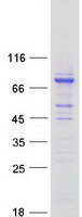 protq96m89 ccdc138 human recombinant protein