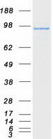 protq96m96 fgd4 human recombinant protein