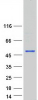 protq96ma1 dmrtb1 human recombinant protein