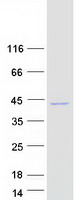 protq96mb7 c11orf77 harbi1 human recombinant protein