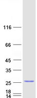Coomassie blue staining of purified C9orf85 protein