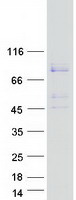 Coomassie blue staining of purified HSPA12B protein