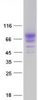 Coomassie blue staining of purified KREMEN1 protein