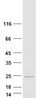 protq96mw1 ccdc43 human recombinant protein