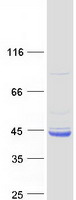 Coomassie blue staining of purified WDR92 protein