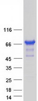protq96my1 c20orf112 nol4l human recombinant protein