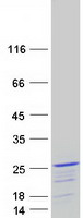 Coomassie blue staining of purified FOPNL protein