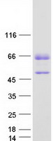 protq96nm4 tox2 human recombinant protein