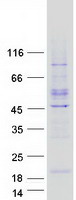 protq96ns1 ypel4 human recombinant protein