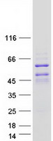 protq96nx9 dach2 human recombinant protein