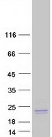 protq96nz9 prap1 human recombinant protein