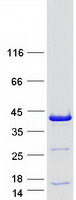 protq96p16 p15rs rprd1a human recombinant protein