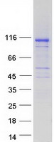 Coomassie blue staining of purified INPP4A protein