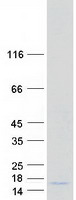 protq96pi1 sprr4 human recombinant protein