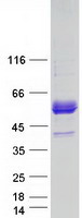 protq96pl5 ermap human recombinant protein