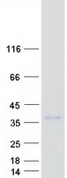 protq96pm5 pirh2 rchy1 human recombinant protein