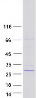 protq96pt4 dux3 human recombinant protein