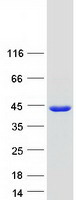 protq96pu8 qk1 qki human recombinant protein