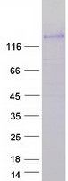 protq96px9 plekhg4b human recombinant protein