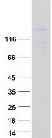 Coomassie blue staining of purified FMNL2 protein
