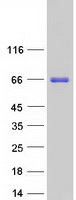 Coomassie blue staining of purified BTBD9 protein