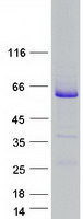 protq96qf0 rab3ip human recombinant protein