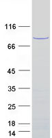 protq96qh2 pram1 human recombinant protein