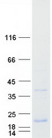 protq96qk8 c4orf34 smim14 human recombinant protein