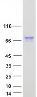 protq96qs3 arx human recombinant protein
