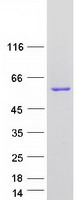 Coomassie blue staining of purified ACCS protein