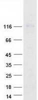 protq96qu8 xpo6 human recombinant protein