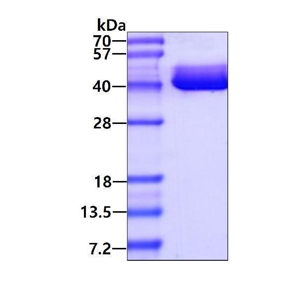 3ug by SDS-PAGE under reducing condition and visualized by coomassie blue stain