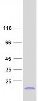 Coomassie blue staining of purified SPRR2F protein