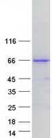 protq96s66 clcc1 human recombinant protein