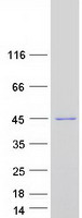 protq96s82 ubl7 human recombinant protein
