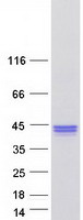 protq96s99 appd plekhf1 human recombinant protein