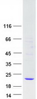 Coomassie blue staining of purified GPX7 protein