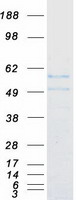 protq96sl8 fiz1 human recombinant protein