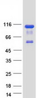 Coomassie blue staining of purified OSBPL9 protein