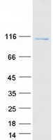 protq96t17 map7d2 human recombinant protein