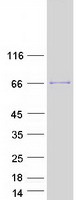 Coomassie blue staining of purified RUFY1 protein