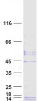 Coomassie blue staining of purified GPHA2 protein