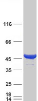 Coomassie blue staining of purified CYTH2 protein