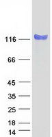 protq99435 nell2 human recombinant protein